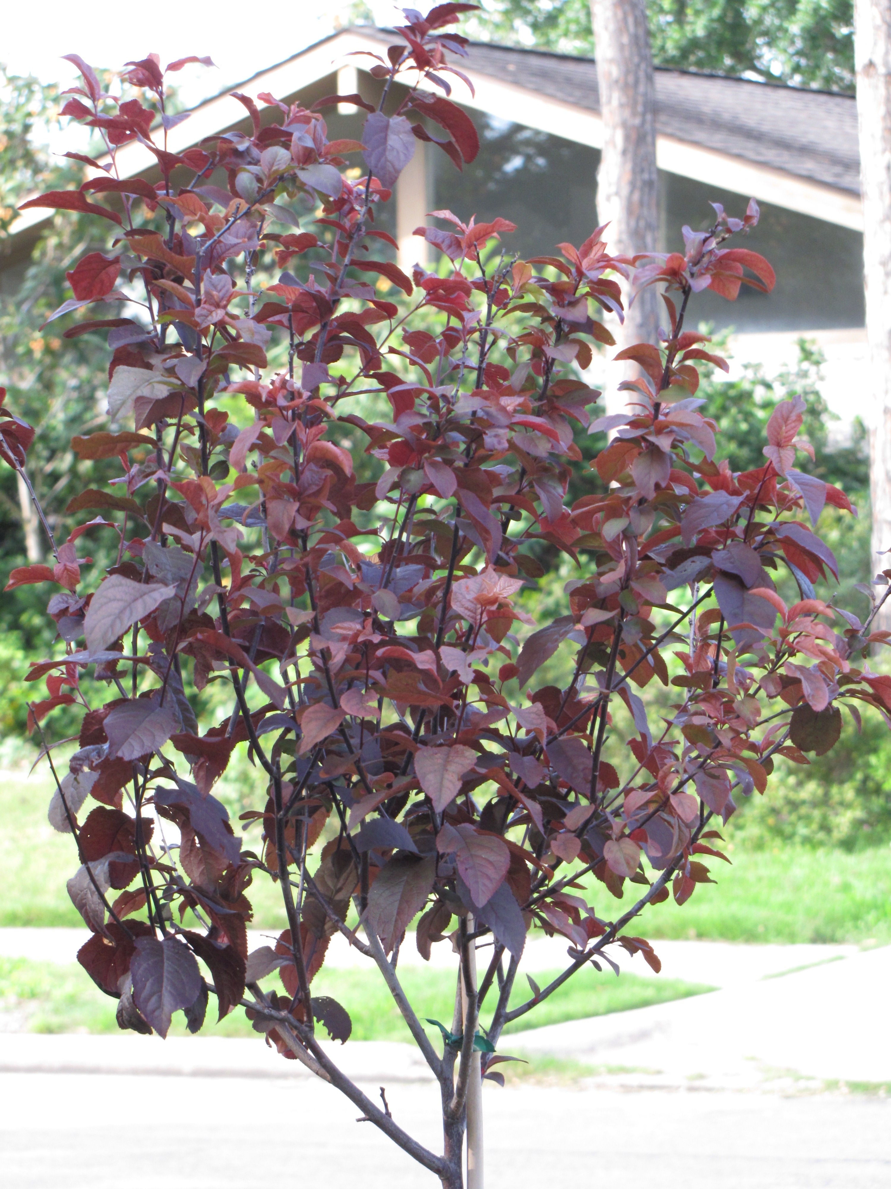 Садовое дерево с красными листьями фото и названия